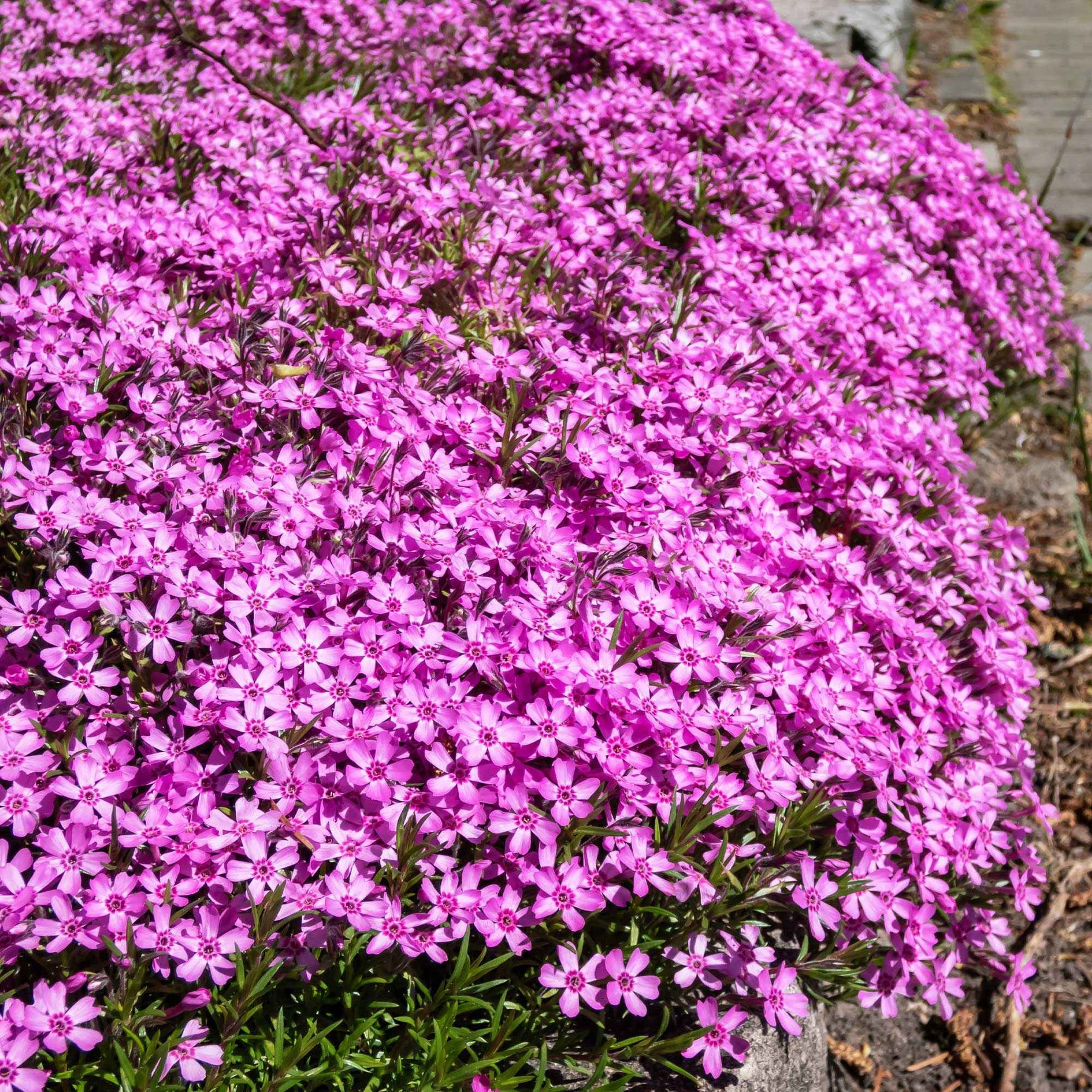 Phlox, Saponaria, Thymus - Blumiger Teppich in Rosa - Blühende Stauden