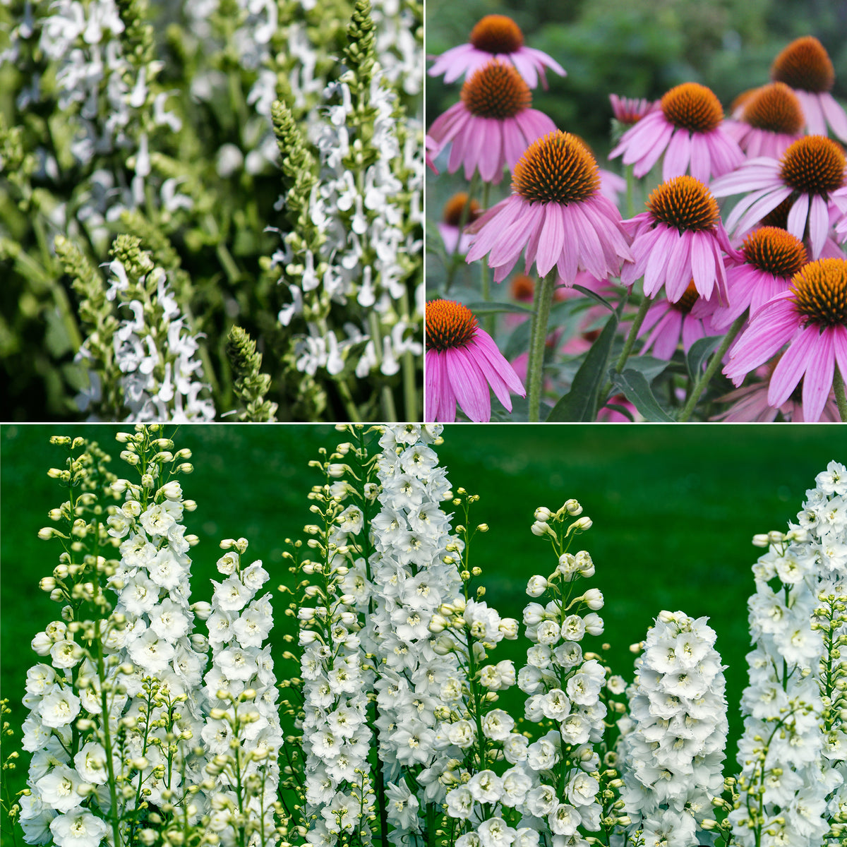 Weiße und rosa Stauden - Willemse