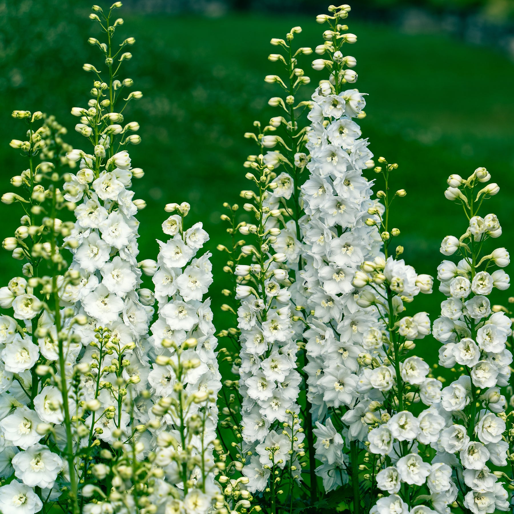 Weiße und rosa Stauden - Delphinium, Salvia, Echninacea - Willemse