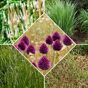 5 Stauden für eine Blumenwiese