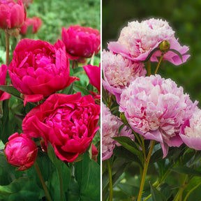 Duo rote und rosa Pfingstrosen