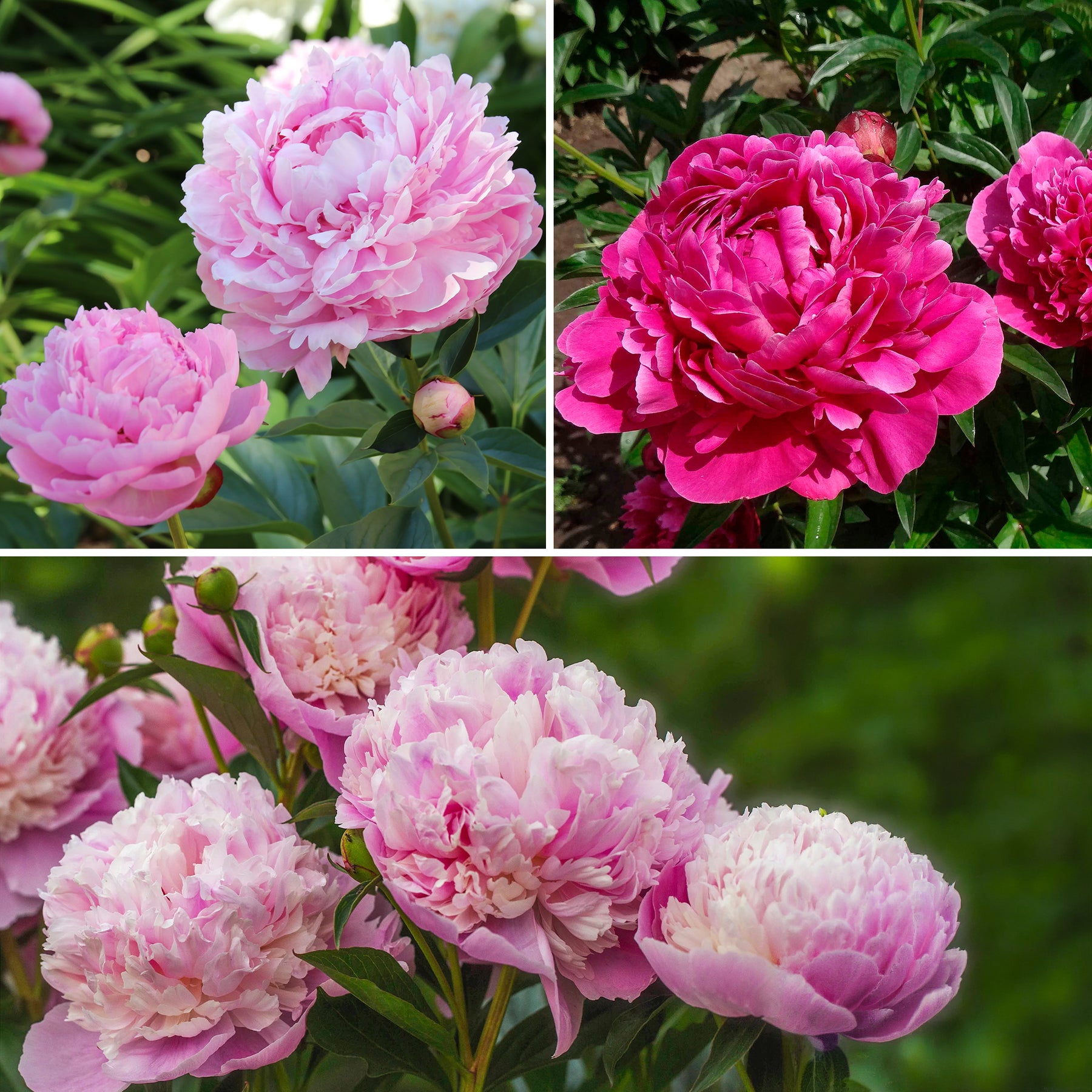 Trio rosa und rote Pfingstrosen
