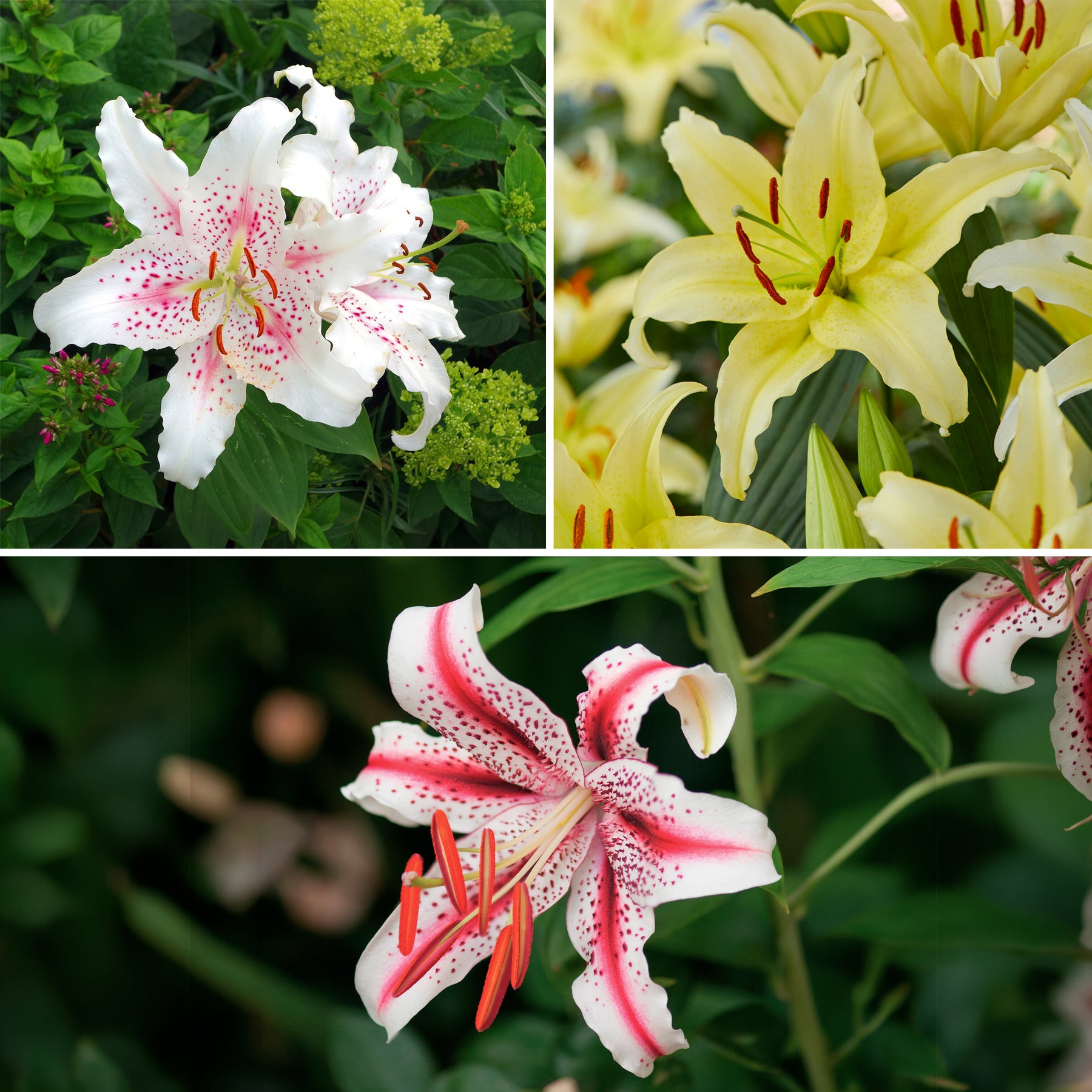 Trio duftende orientalische Lilien