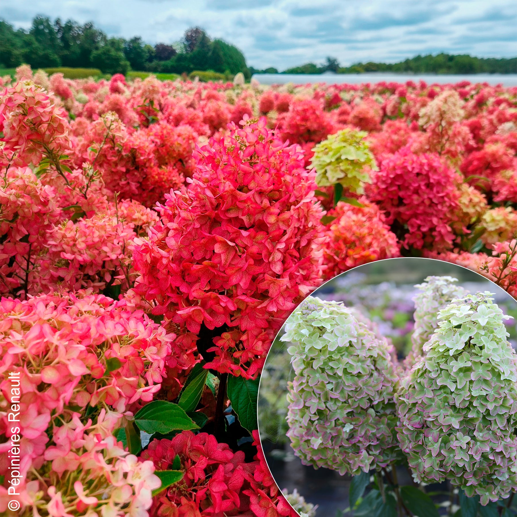 Rispen-Hortensie Metalica® ‘Renmeta’