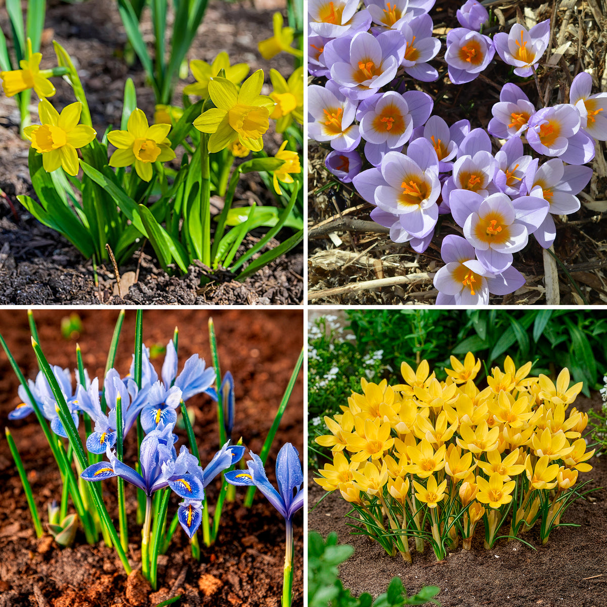 50 bienenfreundliche Blumenzwiebeln gelb und violett