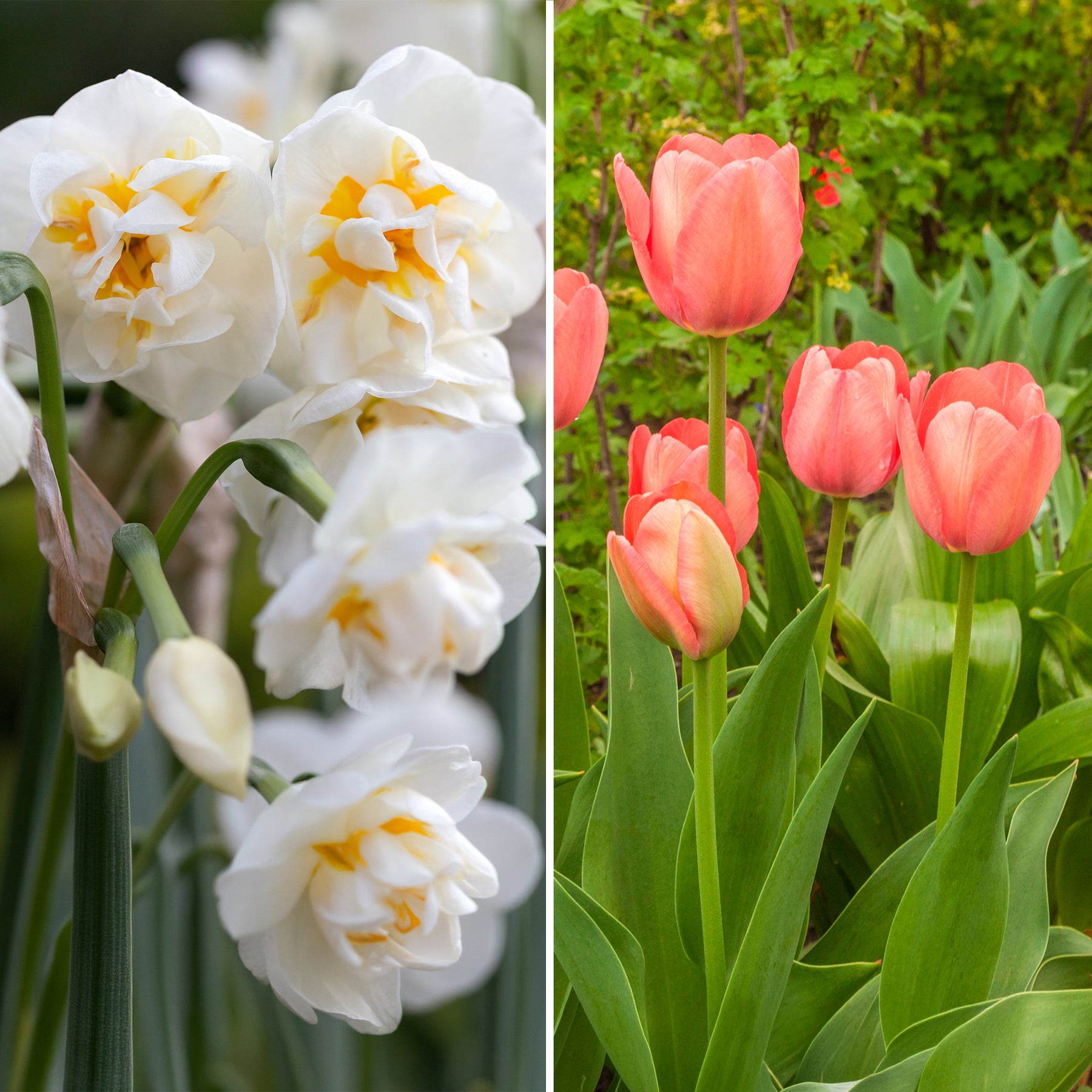 Tulpe Van Eijk & Narzisse Bridal Crown -  - Willemse