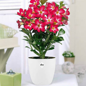 Wüstenrose in weißem Blumentopf
