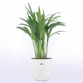 Goldfruchtpalme in weißem Blumentopf