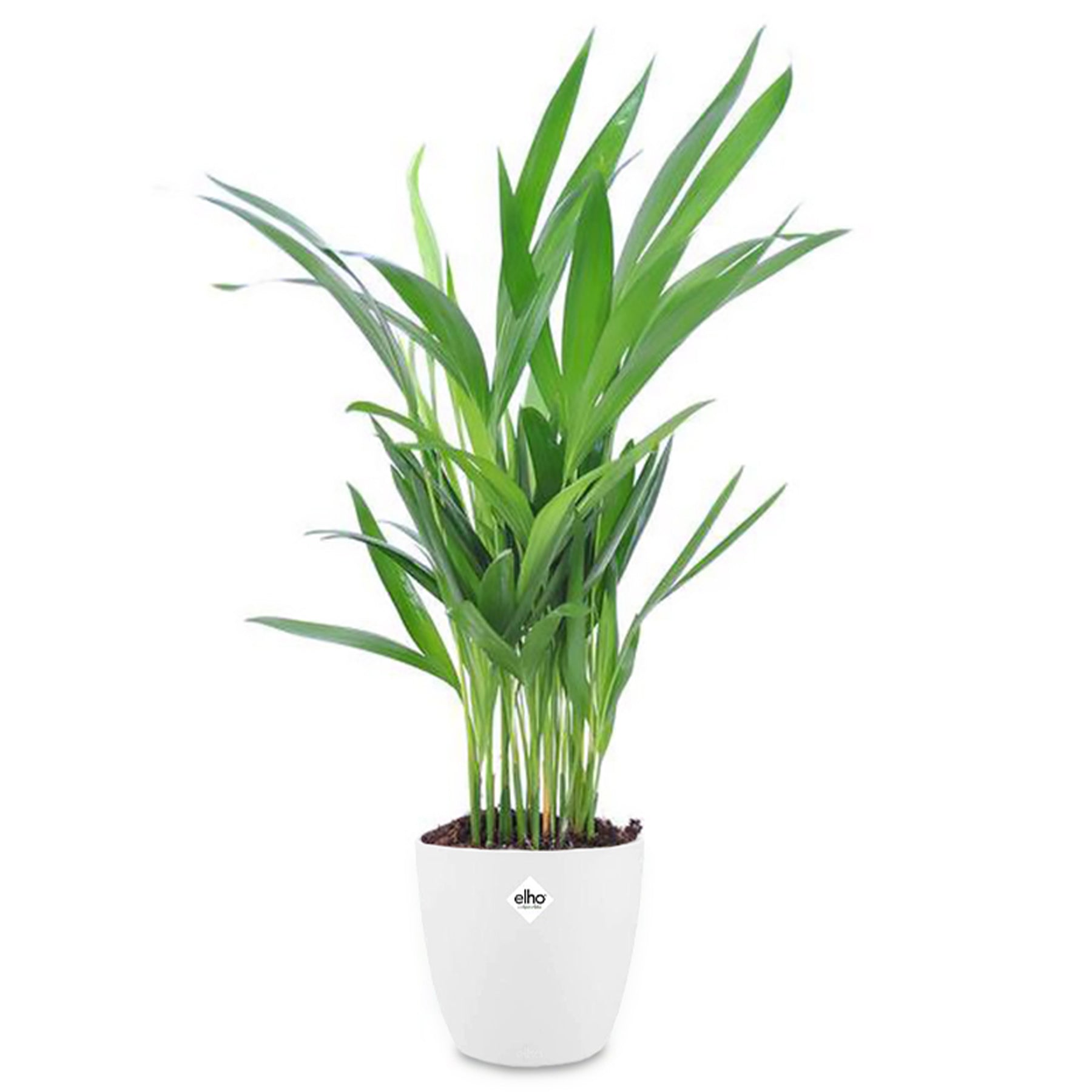 Goldfruchtpalme in weißem Blumentopf