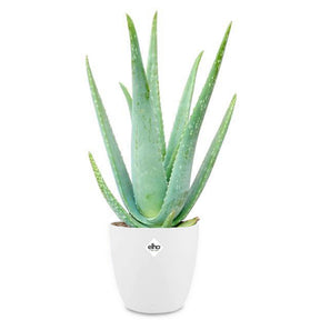 Aloe vera im weißen Übertopf ELHO - Aloe vera - Willemse