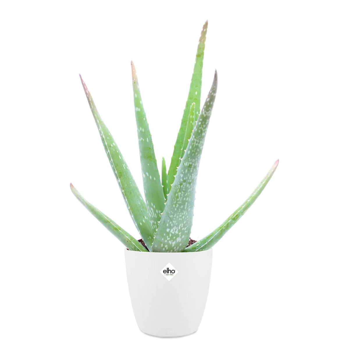 Aloe vera - Aloe vera in weißem Blumentopf - Zimmerpflanzen mit Übertopf
