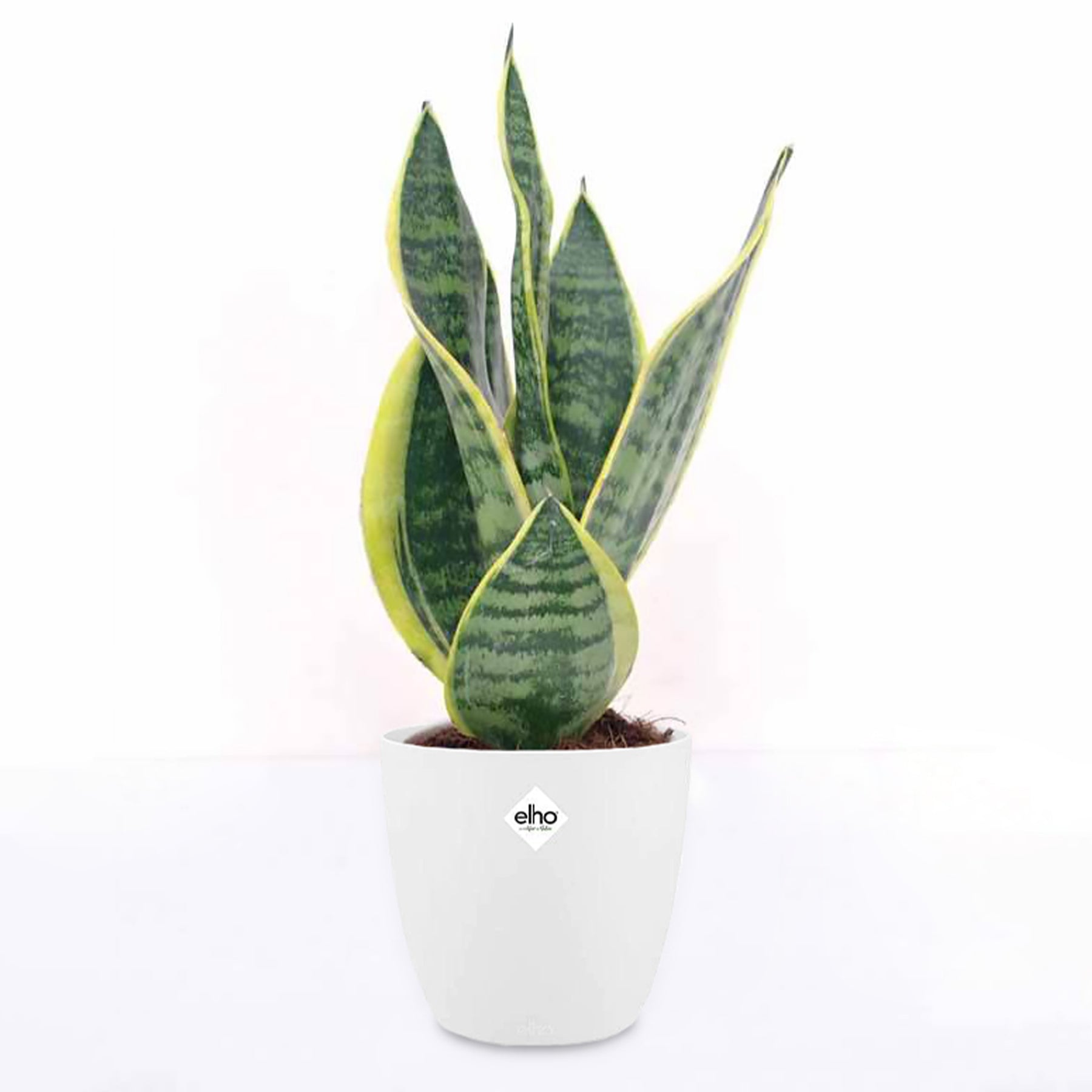 Sansevieria futura superba - Bogenhanf ‘Futura Superba’ im weißen ELHO-Übertopf - Zimmerpflanzen mit Übertopf
