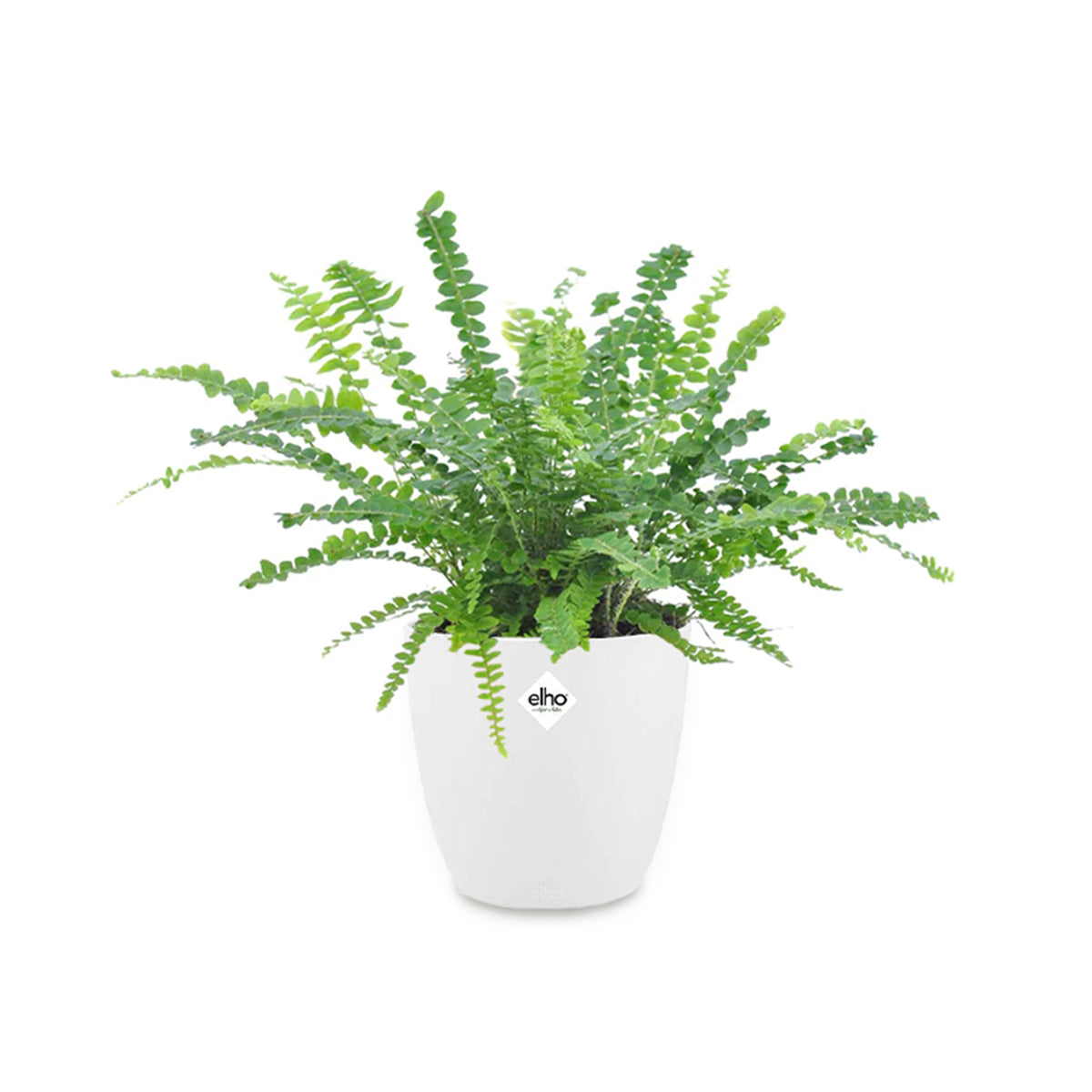 Schwertfarn Duffy in weißem Blumentopf - Willemse