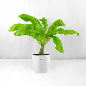 Hawaii-Palme im weißen ELHO-Übertopf