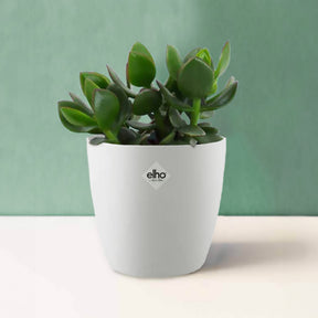 Geldbaum in weißem Blumentopf - Crassula ovata argentea - Willemse