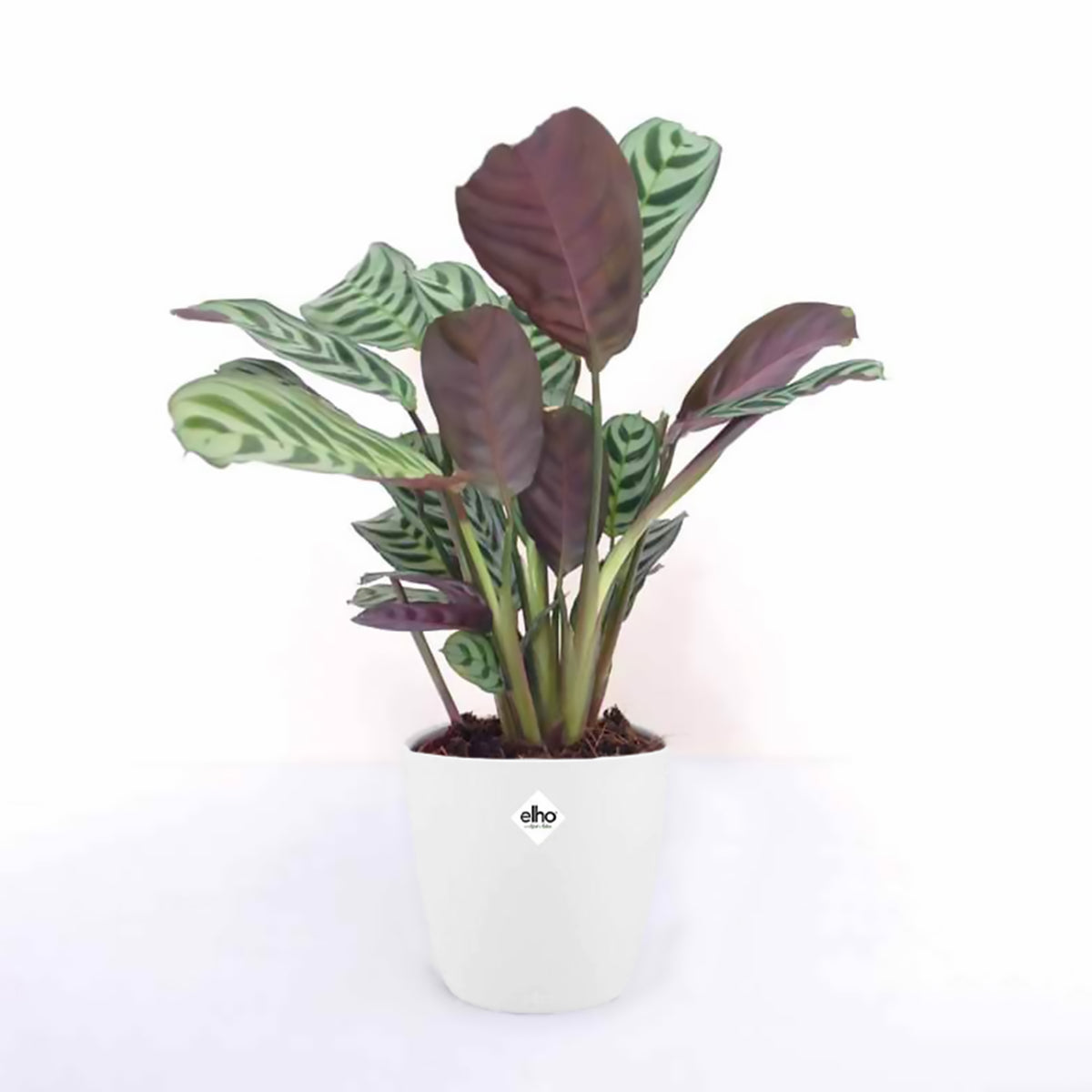 Ctenanthe burle-marxii - Korbmarante in weißem Blumentopf - Zimmerpflanzen mit Übertopf