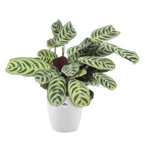 Korbmarante in weißem Blumentopf - Ctenanthe burle-marxii - Willemse