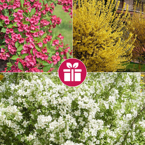 3 Sträucher als Geschenk