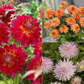 Dahlien Mischung (x5)