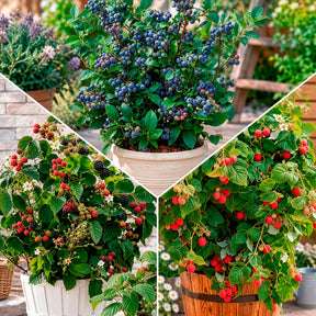 Zwerg-Obststrauch Mischung (Brombeere, Himbeere, Blaubeere)