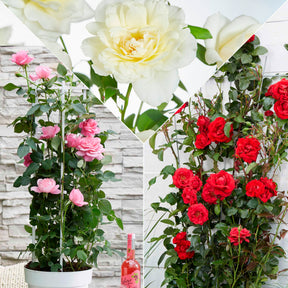 Duftende Kletterrosen Mischung (x3)