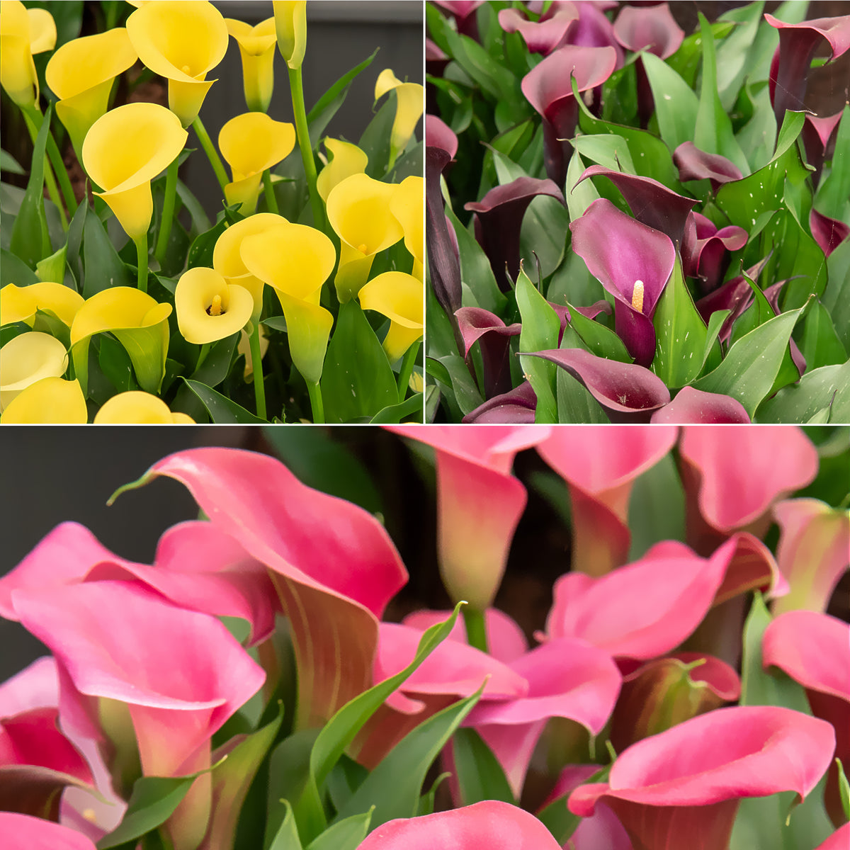 Calla Mischung (rosa + gelb + purpur) (x3)