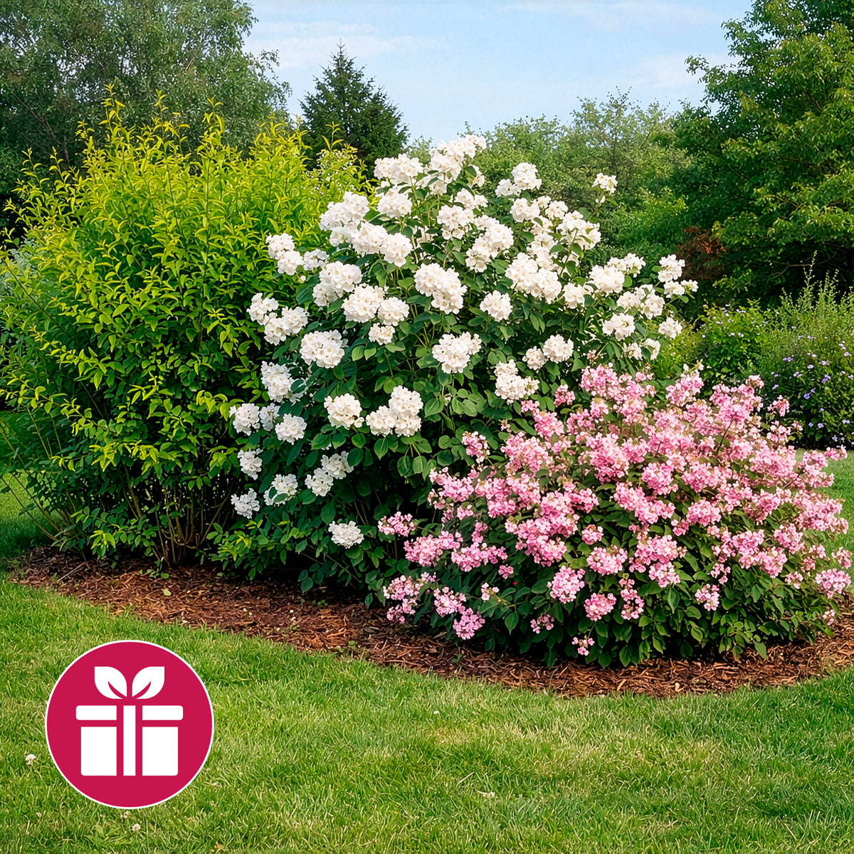 3 Sträucher als Geschenk