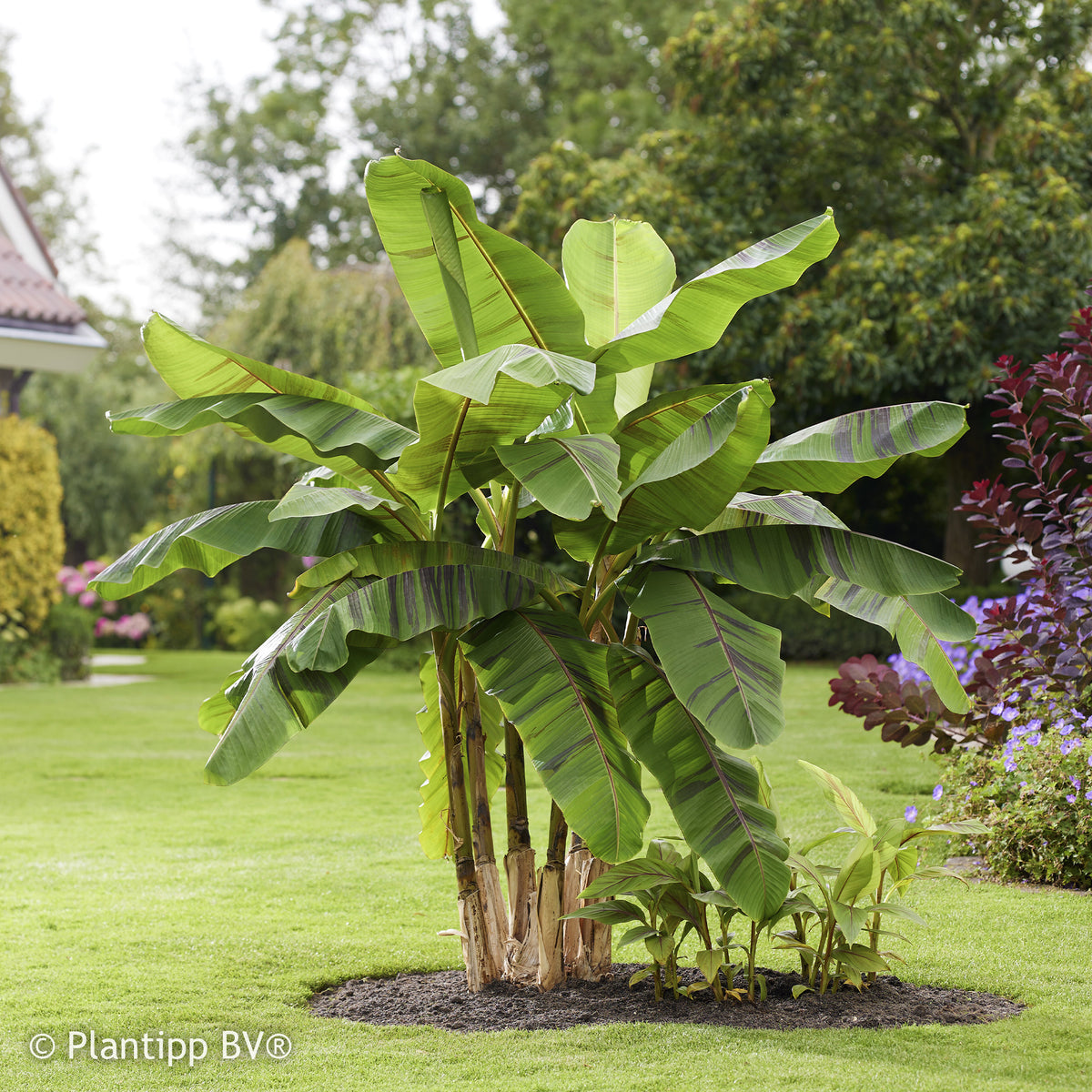 Verkauf Japanische Bananenpflanze Ever Red