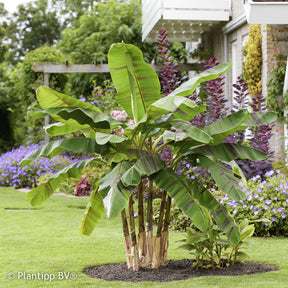 Japanische Bananenpflanze Ever Red - Willemse