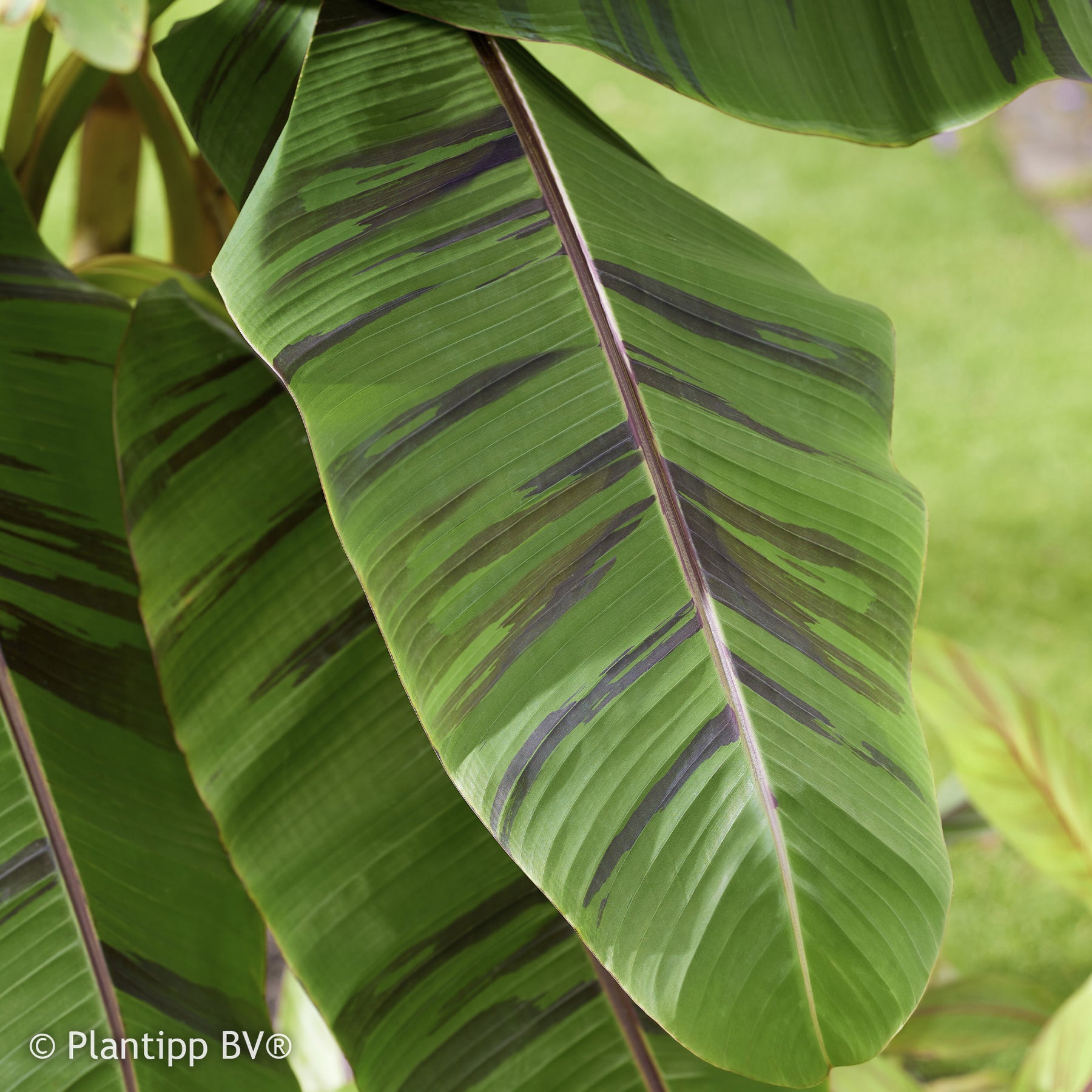 Verkauf Japanische Bananenpflanze Ever Red - Musa sikkimmensis Ever Red