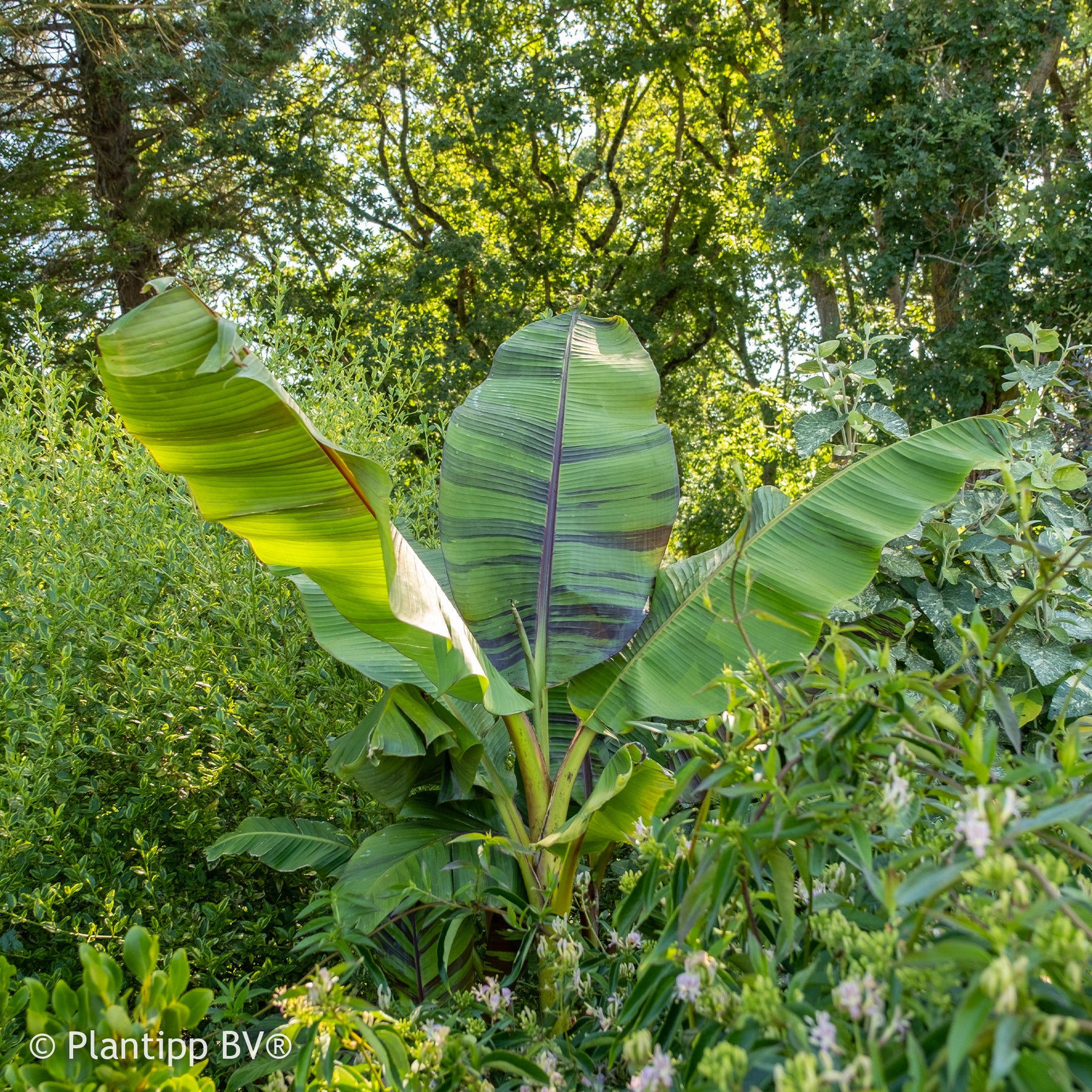 Musa sikkimmensis Ever Red - Japanische Bananenpflanze Ever Red - Bananenbaum  