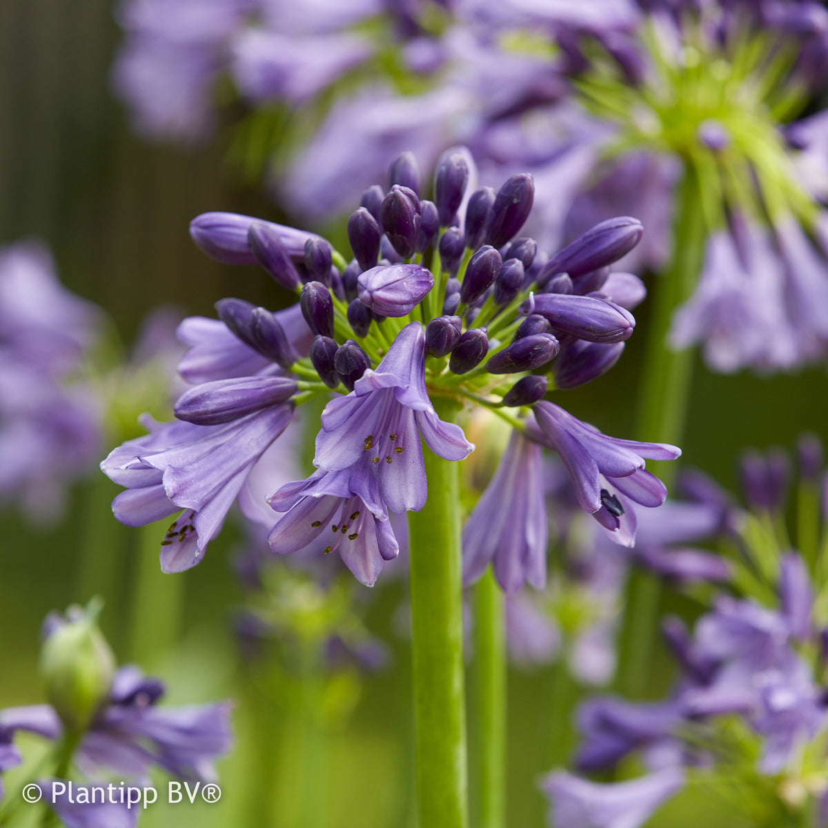 Schmucklilie 'Star poppin Purple®' - Willemse