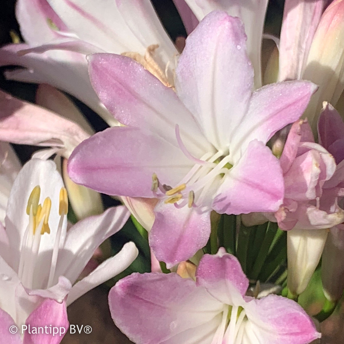 Agapanthus Blush Pink - Willemse