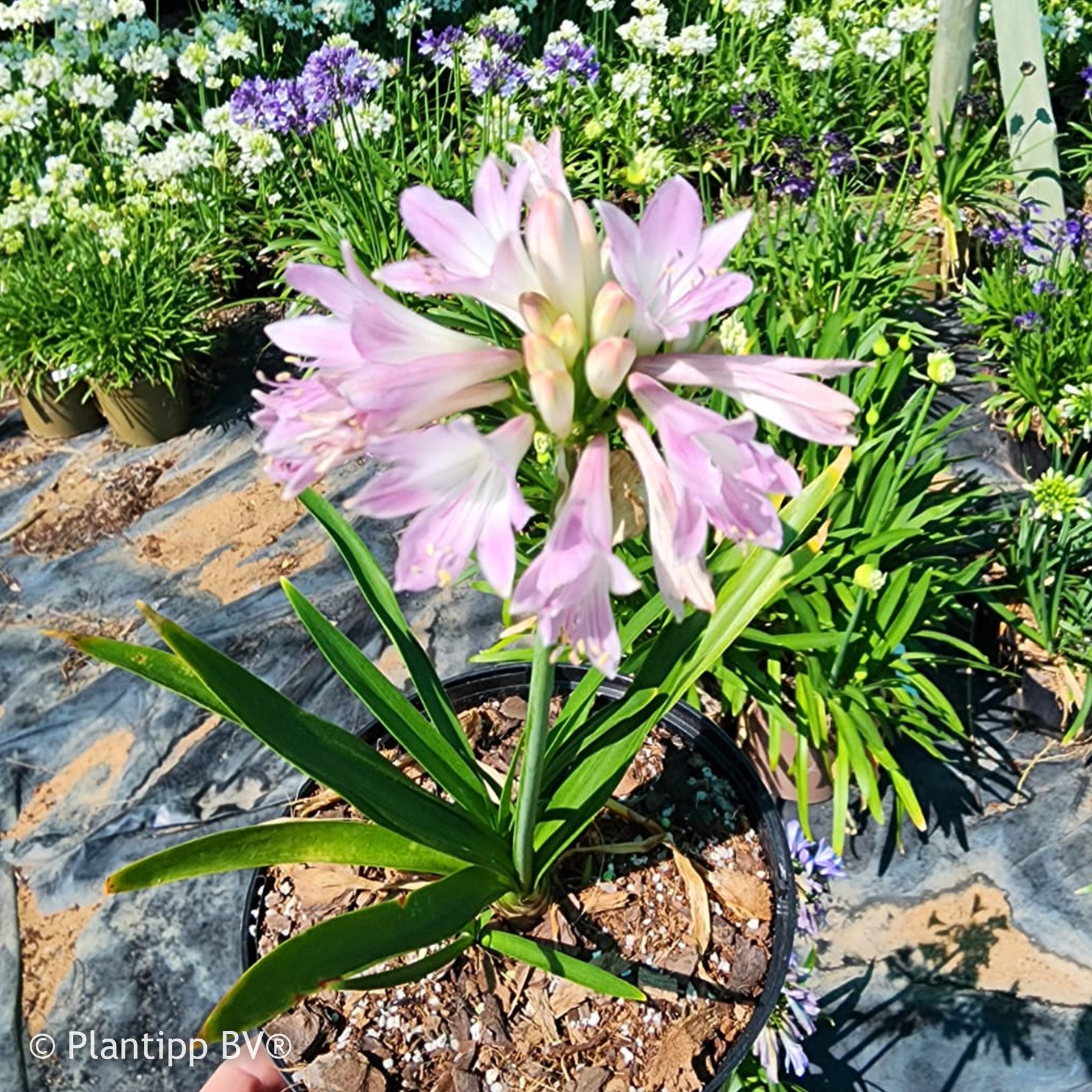 Agapanthus Blush Pink - Agapanthus Blush Pink - Willemse