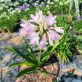 Agapanthus Blush Pink - Agapanthus Blush Pink - Willemse