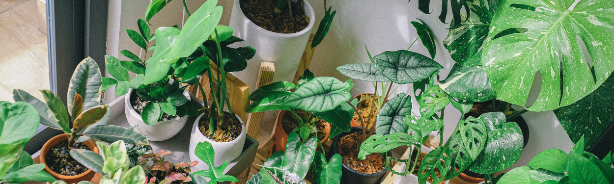 Zimmerpflanzen