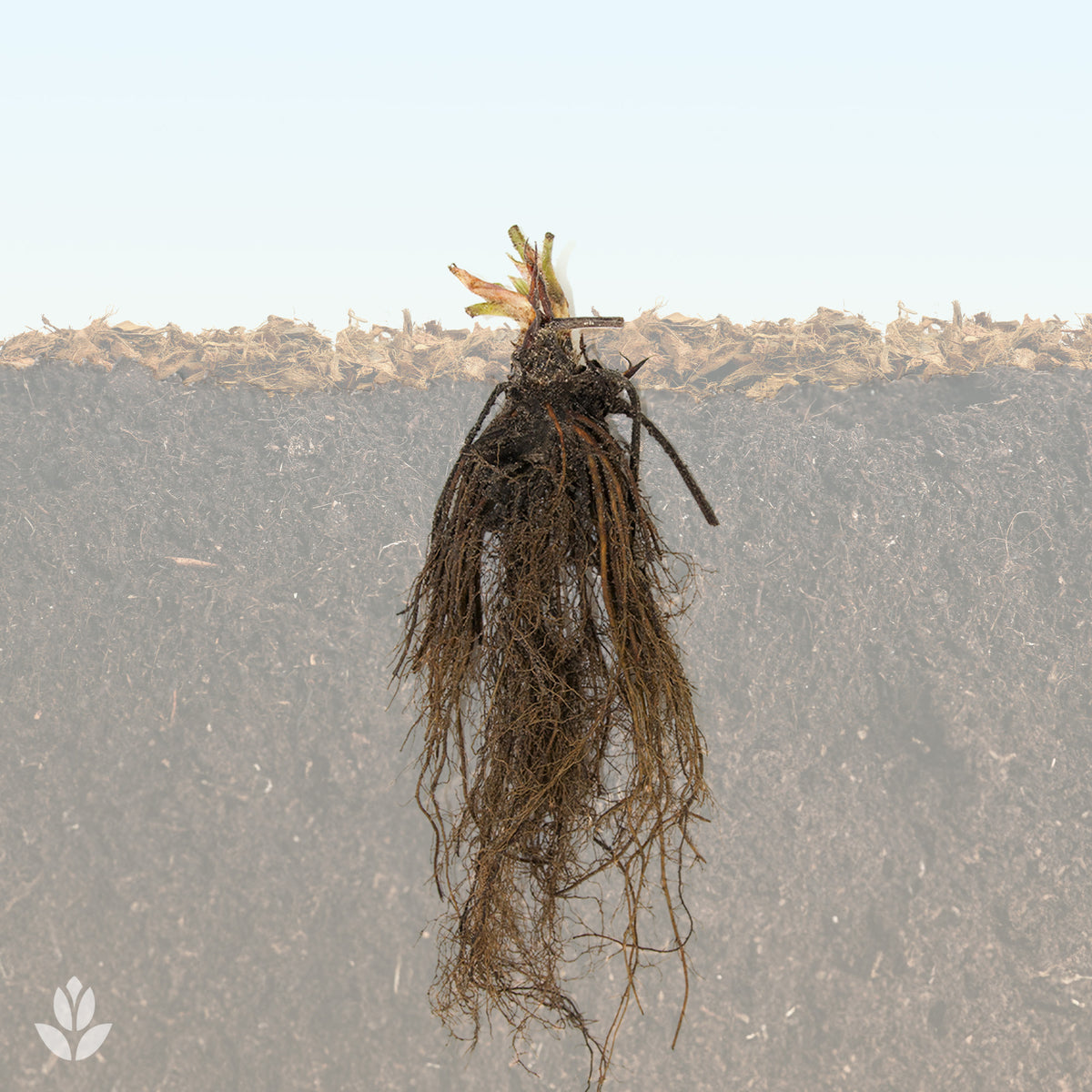 Erdbeer-Pflanze 'Ostara'