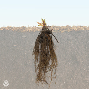 Erdbeere ‘Mara des Bois’