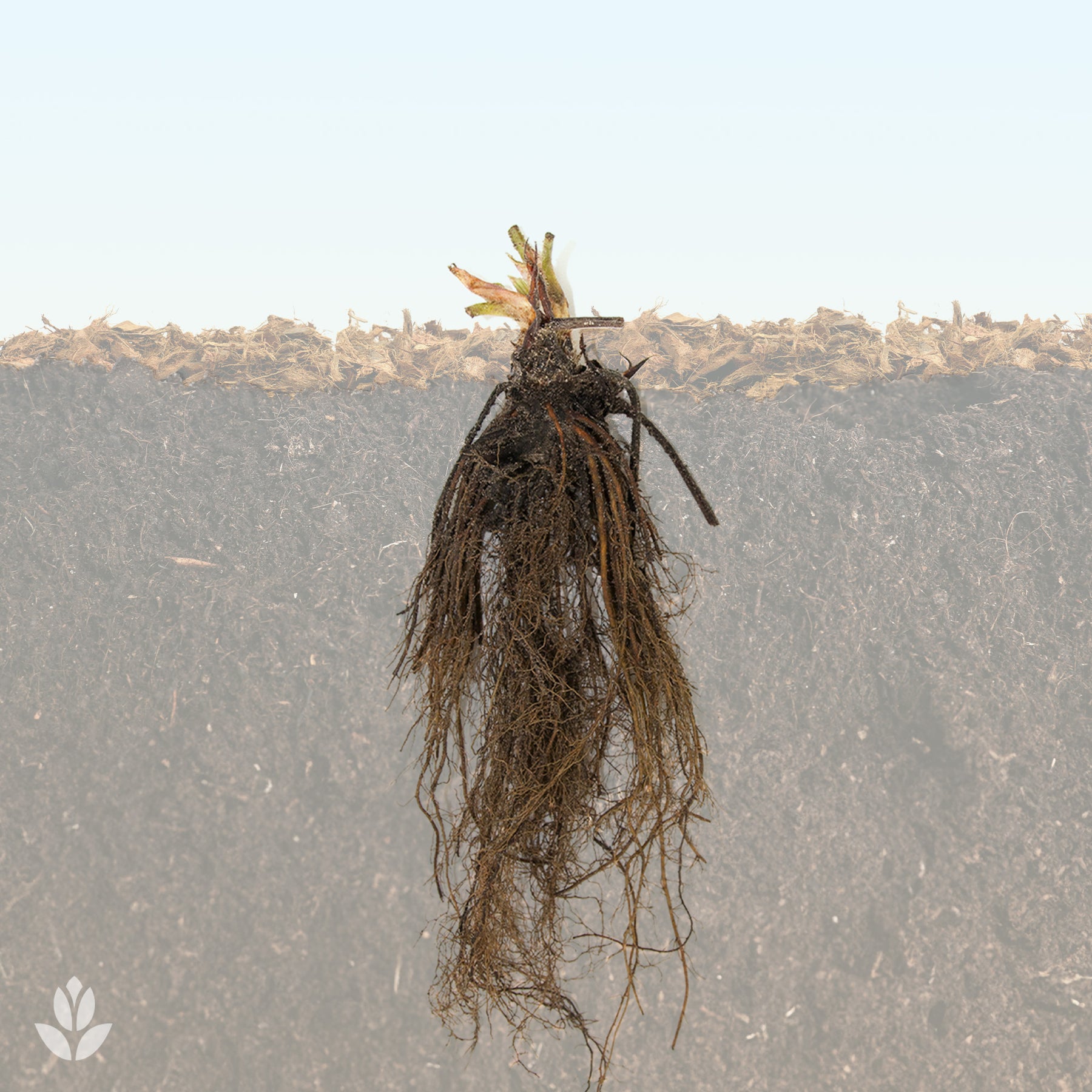 Erdbeere Magnum ® COV Marionnet 97