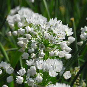 50 Zierlauche aus Neapel - Allium neapolitanum - Willemse