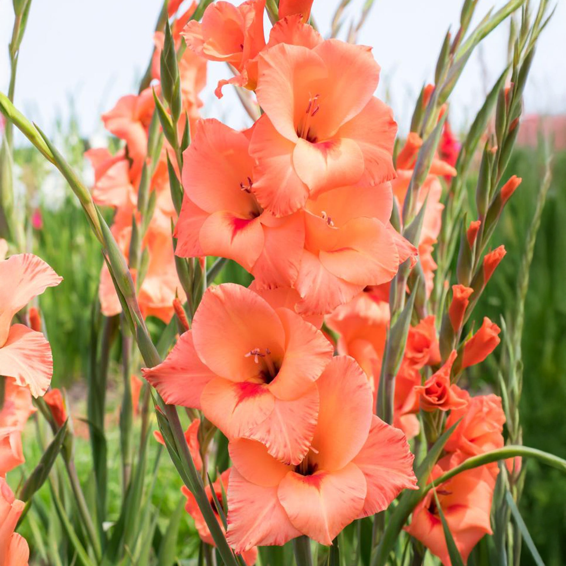 25 Gladiolen Peter Pears - Gladiolus Peter Pears - Willemse