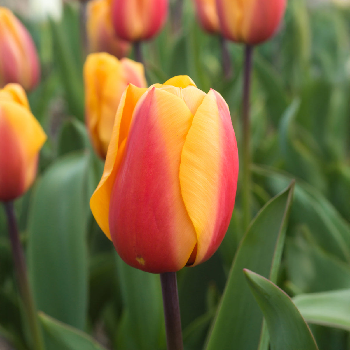 8 Darwin-Tulpen Lalibela Lachs - Tulipa darwin hybrid Lalibela Salmon  - Willemse