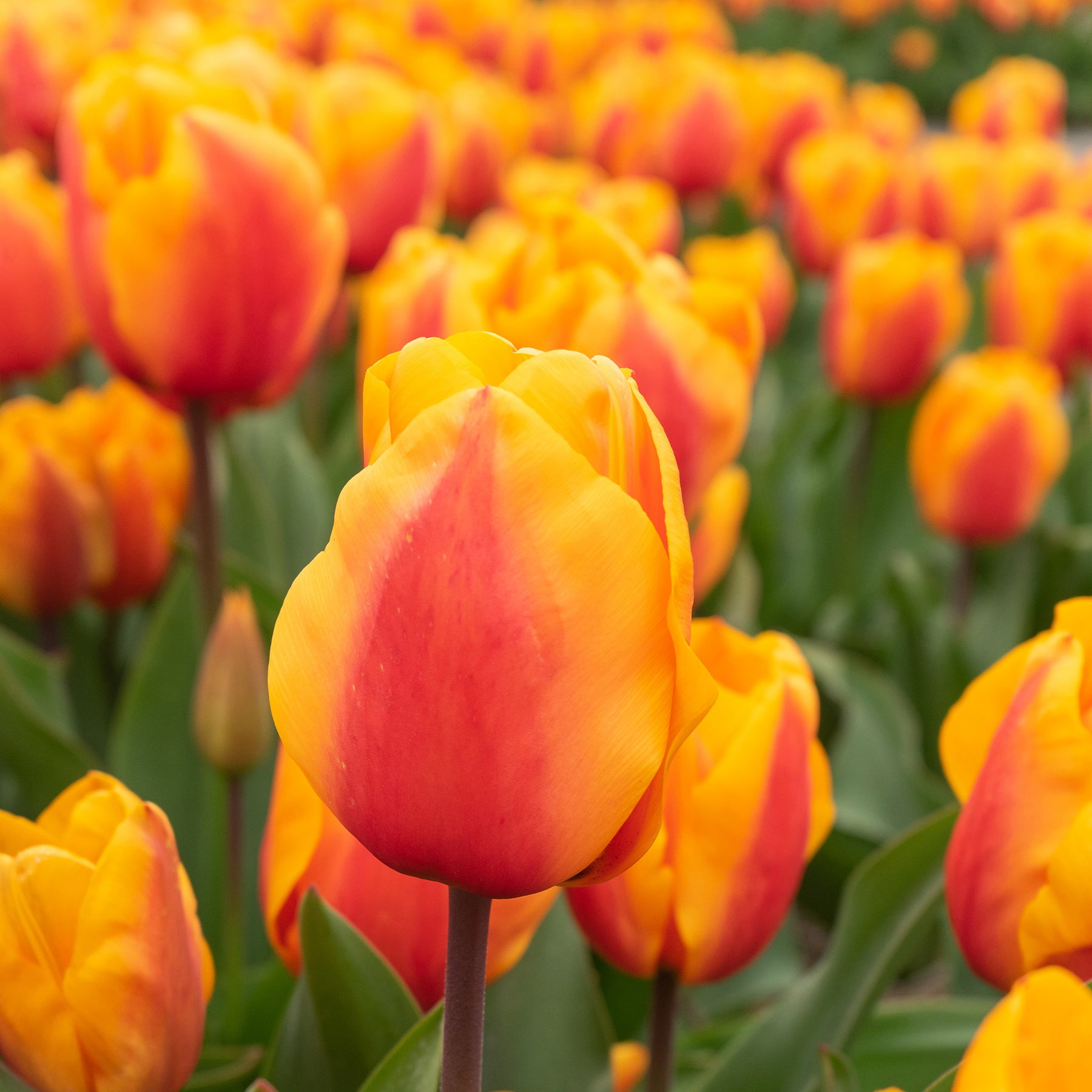 8 Darwin-Tulpen Lalibela Lachs - Willemse