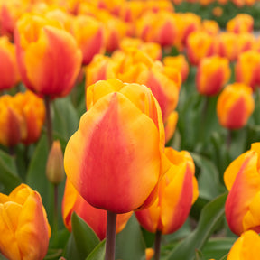 8 Darwin-Tulpen Lalibela Lachs - Willemse