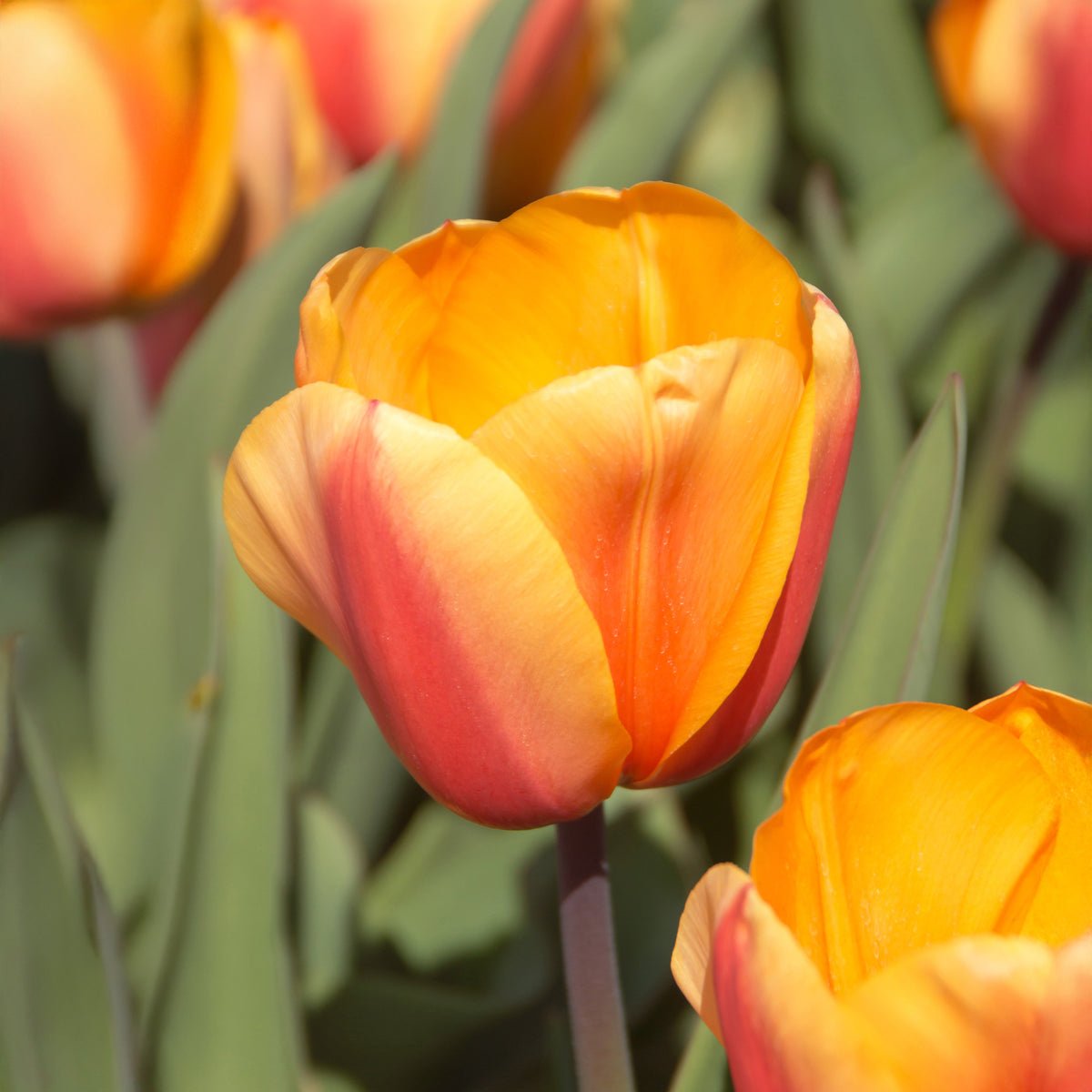 Tulipa darwin hybrid Lalibela Salmon  - 8 Darwin-Tulpen Lalibela Lachs - Tulpen-Zwiebeln