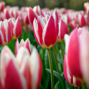 8 Darwin-Tulpen Candy Apple Delight - Tulipa darwin hybrid candy apple Delight - Willemse