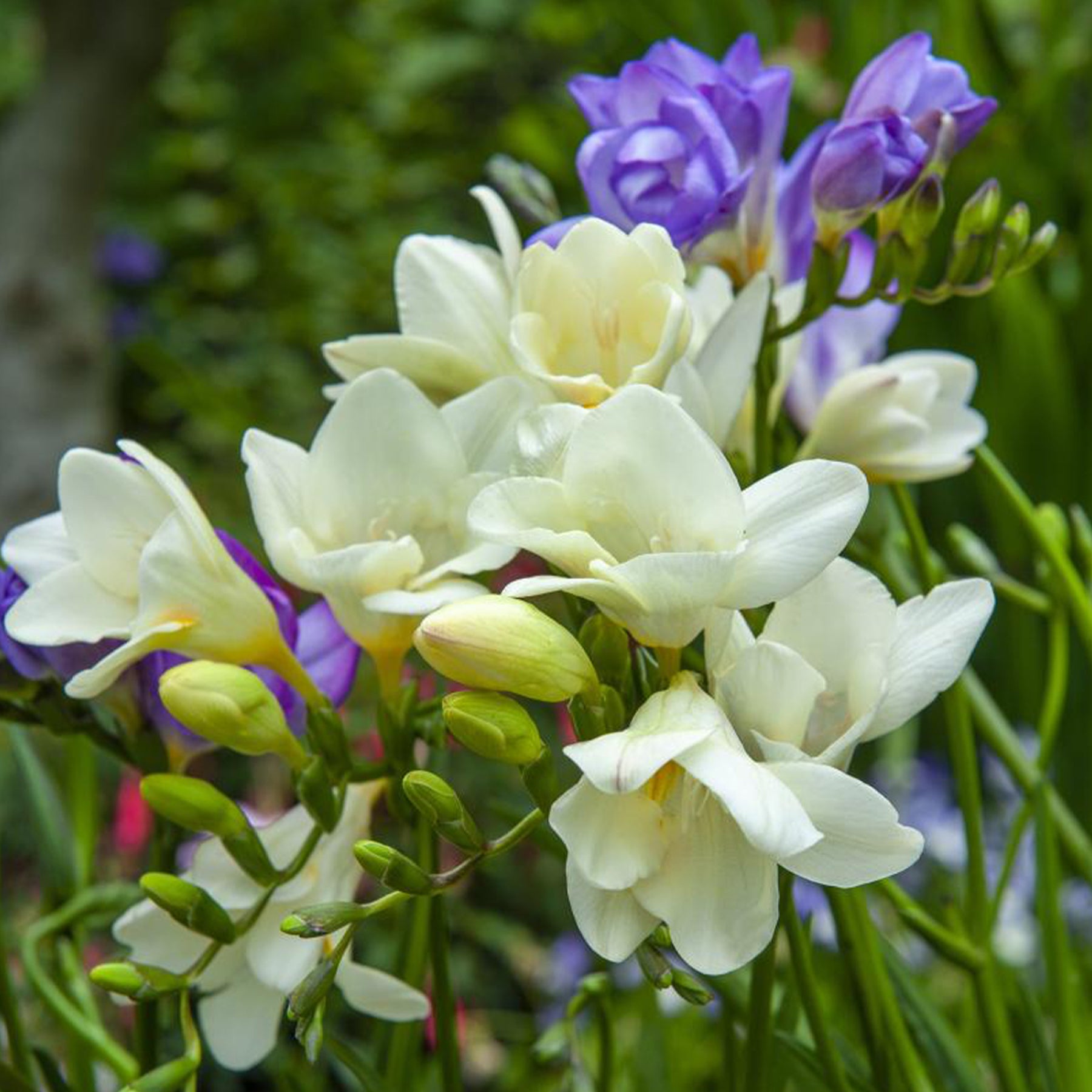 Verkauf Blumenzwiebeln Mischung (x30) - Freesia, sparaxis, dahlia