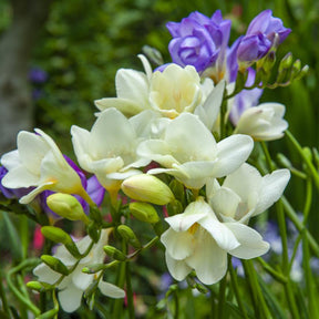 Verkauf Blumenzwiebeln Mischung (x30) - Freesia, sparaxis, dahlia