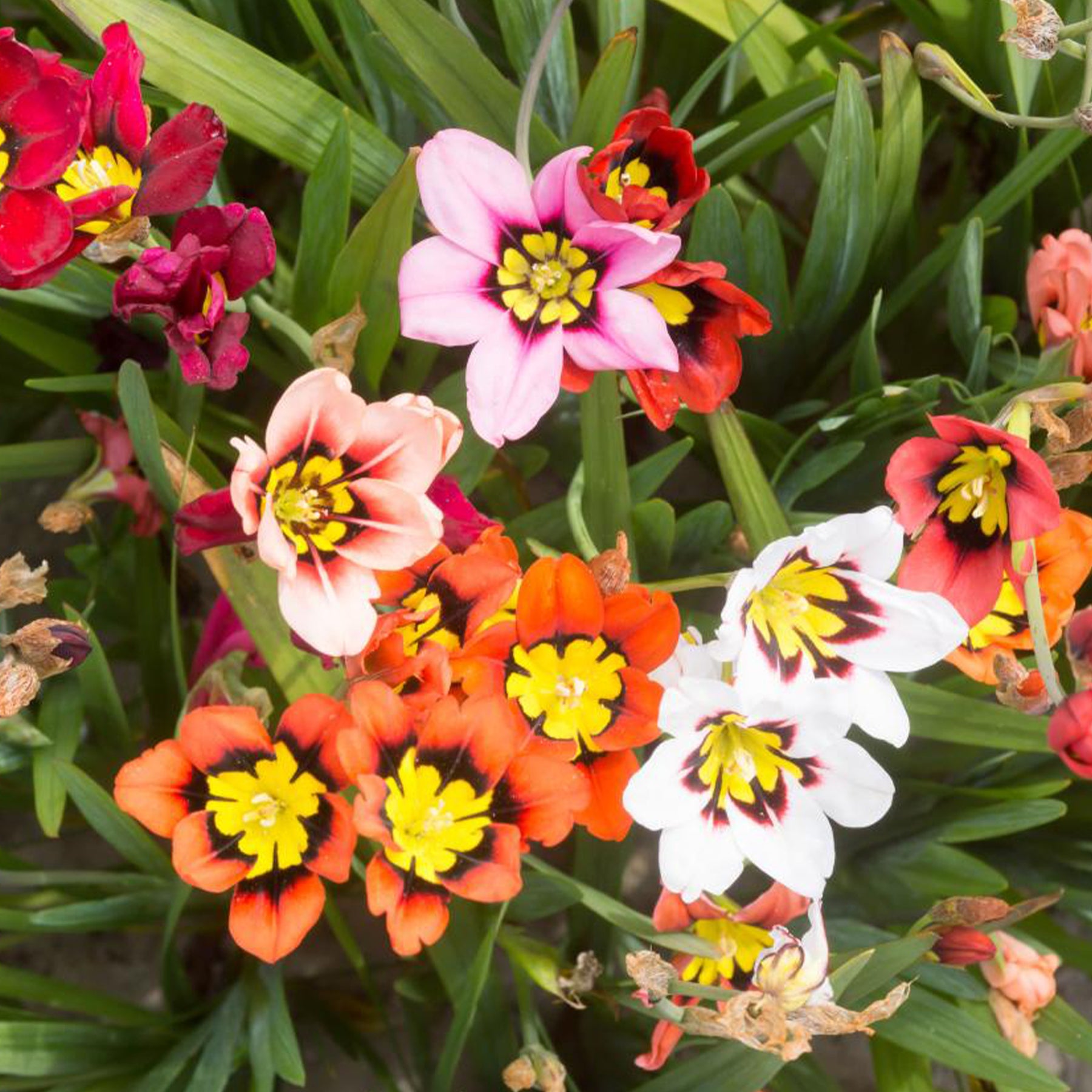 Sommerblüher-Blumenzwiebeln Mischung (x30)