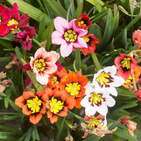 Sommerblüher-Blumenzwiebeln Mischung (x30)